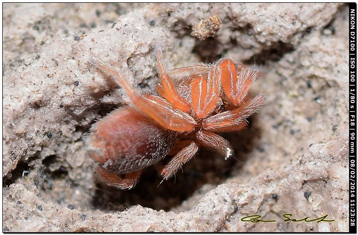 Palpimanus gibbulus; cf. Zimirina sp. - Alghero (SS)